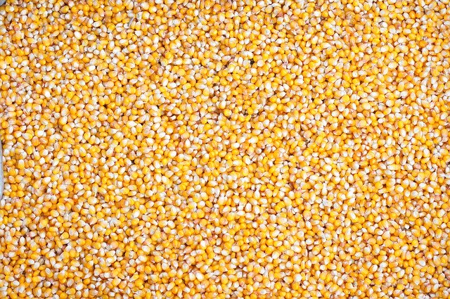 Background Corn Seeds - GIMP online editor free Free download Background Corn Seeds - free free photo or picture to be edited with GIMP online image editor