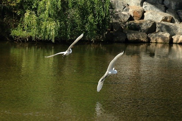 Bird Egret Flying - GIMP online editor free Free download Bird Egret Flying - free photo or picture to be edited with GIMP online image editor