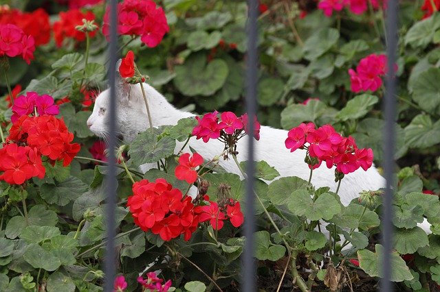 Cat Flowers White - GIMP online editor free Free download Cat Flowers White - free photo or picture to be edited with GIMP online image editor