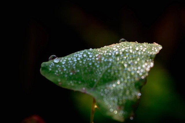 Dew Plant Green Leaf - GIMP online editor free Free download Dew Plant Green Leaf - free photo or picture to be edited with GIMP online image editor