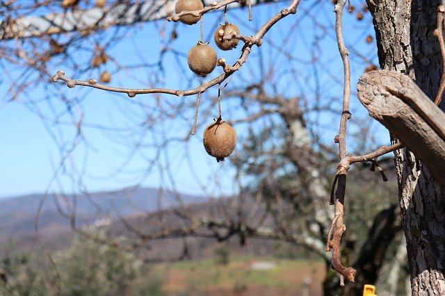 Fruit Tree Nature - GIMP online editor free Free download Fruit Tree Nature - free photo or picture to be edited with GIMP online image editor
