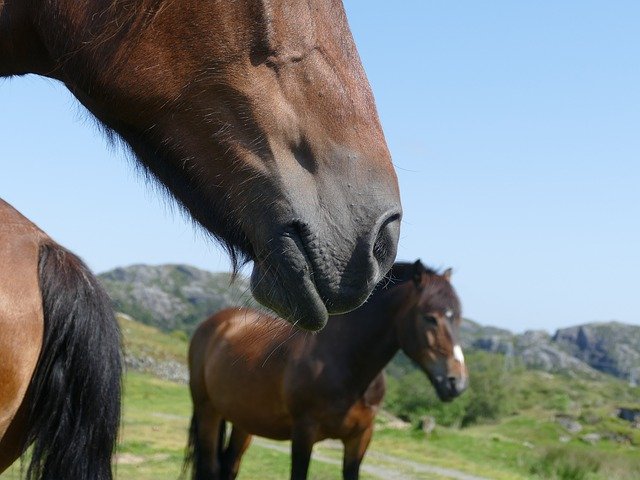 Norway Horse Foot - GIMP online editor free Free download Norway Horse Foot - free photo or picture to be edited with GIMP online image editor