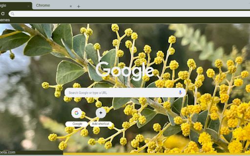 Acacia from Chrome web store to be run with OffiDocs Chromium online Acacia from Chrome web store to be run with OffiDocs Chromium online