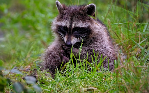 Adorable fox bear from Chrome web store to be run with OffiDocs Chromium online Adorable fox bear from Chrome web store to be run with OffiDocs Chromium online