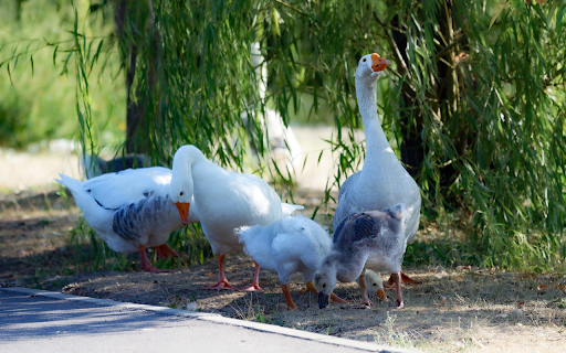 A flock of white geese under the tree from Chrome web store to be run with OffiDocs Chromium online A flock of white geese under the tree from Chrome web store to be run with OffiDocs Chromium online
