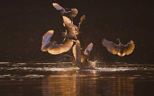 A flock of white storks on the river from Chrome web store to be run with OffiDocs Chromium online A flock of white storks on the river from Chrome web store to be run with OffiDocs Chromium online