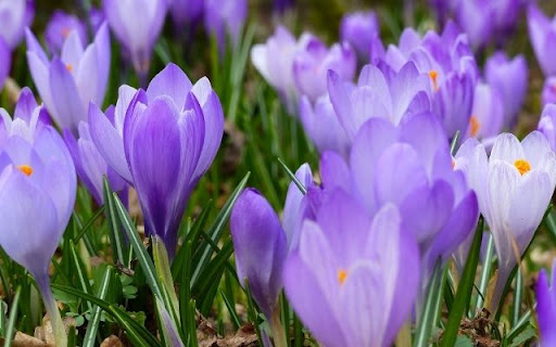 A Harbingers of Spring: Crocus vernus from Chrome web store to be run with OffiDocs Chromium online A Harbingers of Spring: Crocus vernus from Chrome web store to be run with OffiDocs Chromium online