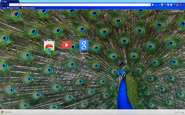 Amazing Peafowl from Chrome web store to be run with OffiDocs Chromium online Amazing Peafowl from Chrome web store to be run with OffiDocs Chromium online
