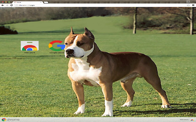 American Staffordshire Terrier from Chrome web store to be run with OffiDocs Chromium online American Staffordshire Terrier from Chrome web store to be run with OffiDocs Chromium online