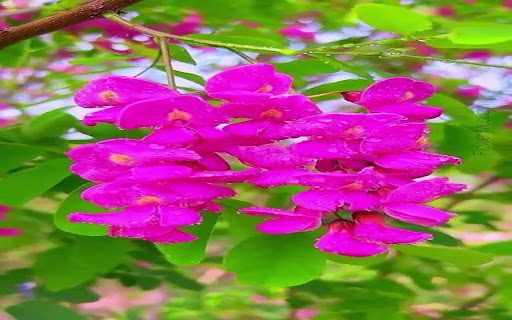 American Wisteria Wallpaper from Chrome web store to be run with OffiDocs Chromium online American Wisteria Wallpaper from Chrome web store to be run with OffiDocs Chromium online
