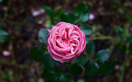 Ancient rose from Chrome web store to be run with OffiDocs Chromium online Ancient rose from Chrome web store to be run with OffiDocs Chromium online