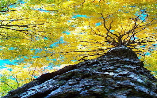 Ancient tree with yellow leaves wallpaper from Chrome web store to be run with OffiDocs Chromium online Ancient tree with yellow leaves wallpaper from Chrome web store to be run with OffiDocs Chromium online