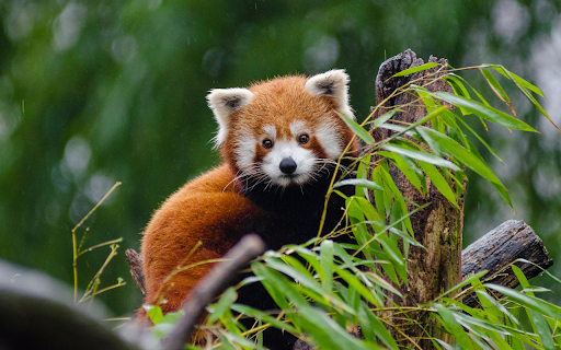 Animal Kingdom Theme from Chrome web store to be run with OffiDocs Chromium online Animal Kingdom Theme from Chrome web store to be run with OffiDocs Chromium online