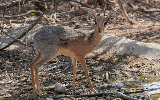 Antelope and sharp horns from Chrome web store to be run with OffiDocs Chromium online Antelope and sharp horns from Chrome web store to be run with OffiDocs Chromium online