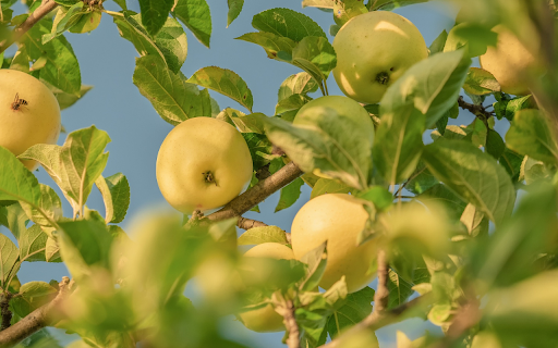Apples and bees from Chrome web store to be run with OffiDocs Chromium online Apples and bees from Chrome web store to be run with OffiDocs Chromium online