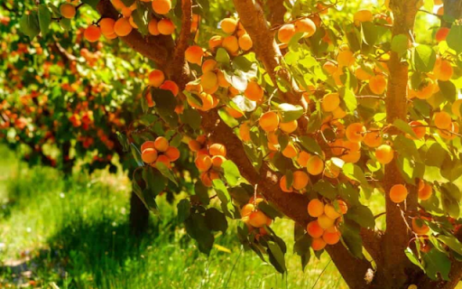 Apricot Tree from Chrome web store to be run with OffiDocs Chromium online Apricot Tree from Chrome web store to be run with OffiDocs Chromium online