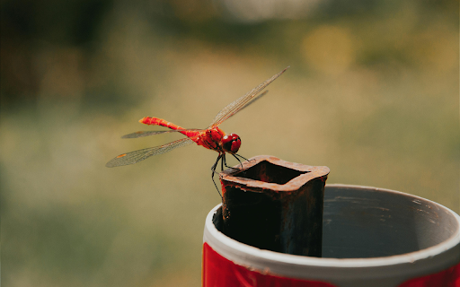 A red dragonfly on a can from Chrome web store to be run with OffiDocs Chromium online A red dragonfly on a can from Chrome web store to be run with OffiDocs Chromium online