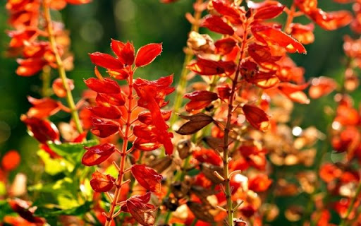 A Resplendent Stand of Salvia splendens from Chrome web store to be run with OffiDocs Chromium online A Resplendent Stand of Salvia splendens from Chrome web store to be run with OffiDocs Chromium online