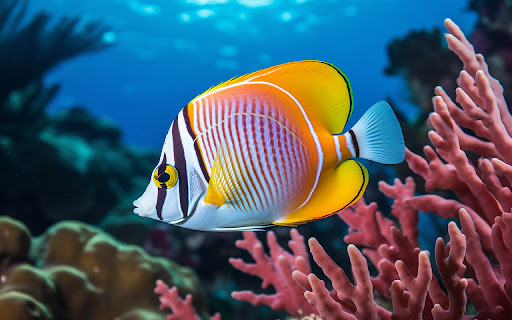 A school of colorful fish swims in the crystal clear water. from Chrome web store to be run with OffiDocs Chromium online A school of colorful fish swims in the crystal clear water. from Chrome web store to be run with OffiDocs Chromium online