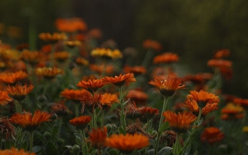 A Swath of Fiery Calendula from Chrome web store to be run with OffiDocs Chromium online A Swath of Fiery Calendula from Chrome web store to be run with OffiDocs Chromium online