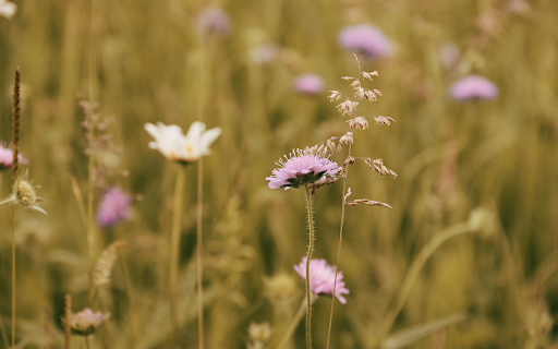 Autumn grass flowers from Chrome web store to be run with OffiDocs Chromium online Autumn grass flowers from Chrome web store to be run with OffiDocs Chromium online