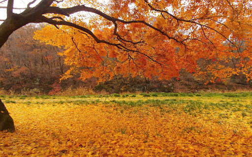 Autumn Theme from Chrome web store to be run with OffiDocs Chromium online Autumn Theme from Chrome web store to be run with OffiDocs Chromium online
