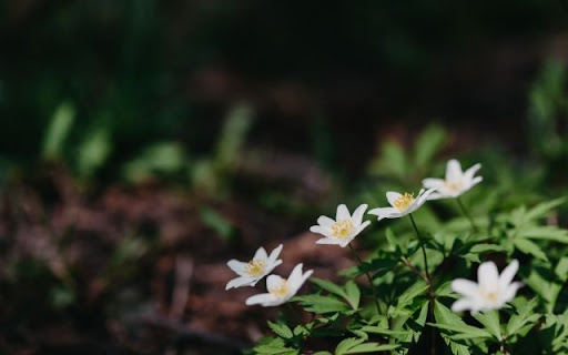 A Whispering Cluster of Anemone nemorosa from Chrome web store to be run with OffiDocs Chromium online A Whispering Cluster of Anemone nemorosa from Chrome web store to be run with OffiDocs Chromium online
