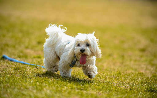 A White Shih Tzu Dog Walking on the Grass from Chrome web store to be run with OffiDocs Chromium online A White Shih Tzu Dog Walking on the Grass from Chrome web store to be run with OffiDocs Chromium online