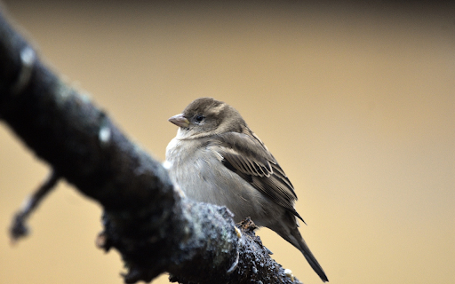 A young bird perches on a branch from Chrome web store to be run with OffiDocs Chromium online A young bird perches on a branch from Chrome web store to be run with OffiDocs Chromium online