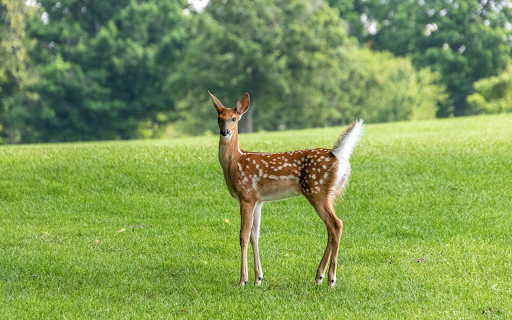 Baby deer from Chrome web store to be run with OffiDocs Chromium online Baby deer from Chrome web store to be run with OffiDocs Chromium online
