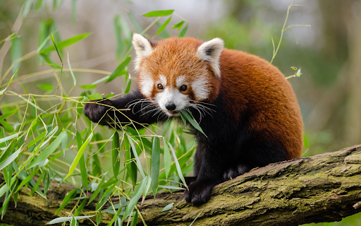 Baby panda from Chrome web store to be run with OffiDocs Chromium online Baby panda from Chrome web store to be run with OffiDocs Chromium online
