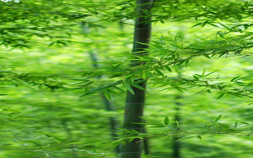 Bamboo forest wallpaper from Chrome web store to be run with OffiDocs Chromium online Bamboo forest wallpaper from Chrome web store to be run with OffiDocs Chromium online