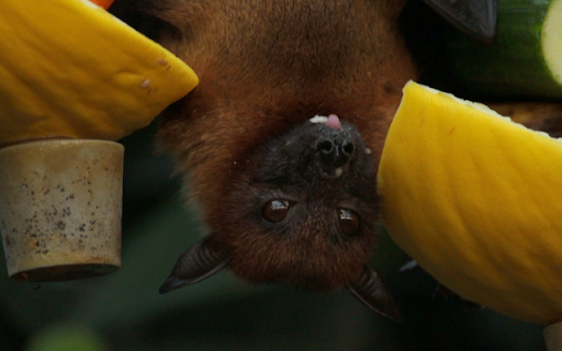 Bat from Chrome web store to be run with OffiDocs Chromium online Bat from Chrome web store to be run with OffiDocs Chromium online