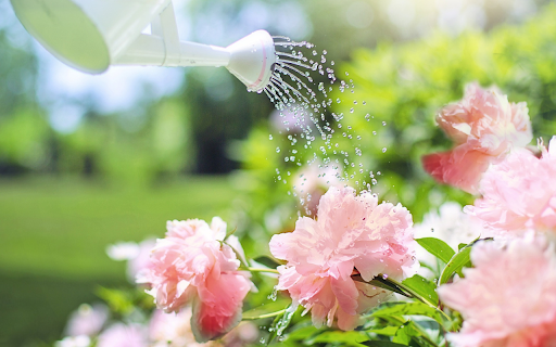 Bathing flowers from Chrome web store to be run with OffiDocs Chromium online Bathing flowers from Chrome web store to be run with OffiDocs Chromium online