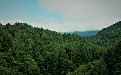 Beautiful Blurred Green Forest At Freetubespot from Chrome web store to be run with OffiDocs Chromium online Beautiful Blurred Green Forest At Freetubespot from Chrome web store to be run with OffiDocs Chromium online