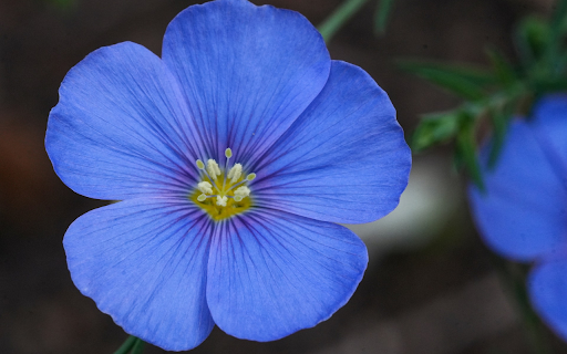 Beautiful Five Petal Blue Flowers from Chrome web store to be run with OffiDocs Chromium online Beautiful Five Petal Blue Flowers from Chrome web store to be run with OffiDocs Chromium online