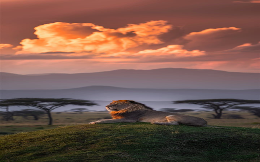 Beautiful lion wallpapers from Chrome web store to be run with OffiDocs Chromium online Beautiful lion wallpapers from Chrome web store to be run with OffiDocs Chromium online