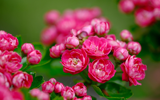 Beautiful little rose branches from Chrome web store to be run with OffiDocs Chromium online Beautiful little rose branches from Chrome web store to be run with OffiDocs Chromium online