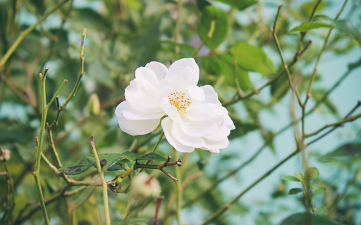 Beautiful white rose from Chrome web store to be run with OffiDocs Chromium online Beautiful white rose from Chrome web store to be run with OffiDocs Chromium online