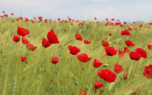Bed of Red Petaled Flowers from Chrome web store to be run with OffiDocs Chromium online Bed of Red Petaled Flowers from Chrome web store to be run with OffiDocs Chromium online