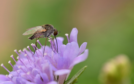 Bee flies from Chrome web store to be run with OffiDocs Chromium online Bee flies from Chrome web store to be run with OffiDocs Chromium online