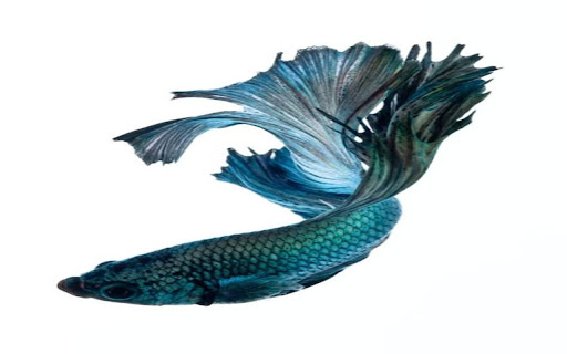 betta fish wallpaper from Chrome web store to be run with OffiDocs Chromium online betta fish wallpaper from Chrome web store to be run with OffiDocs Chromium online