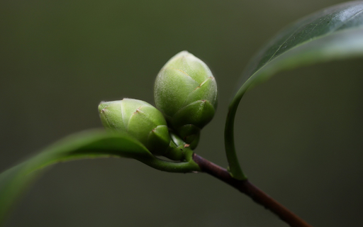 Big camellia buds from Chrome web store to be run with OffiDocs Chromium online Big camellia buds from Chrome web store to be run with OffiDocs Chromium online