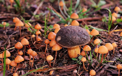 Big mushrooms, small mushrooms from Chrome web store to be run with OffiDocs Chromium online Big mushrooms, small mushrooms from Chrome web store to be run with OffiDocs Chromium online