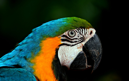 Big parrot from Chrome web store to be run with OffiDocs Chromium online Big parrot from Chrome web store to be run with OffiDocs Chromium online