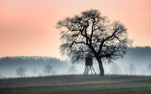 Big tree and small tent from Chrome web store to be run with OffiDocs Chromium online Big tree and small tent from Chrome web store to be run with OffiDocs Chromium online