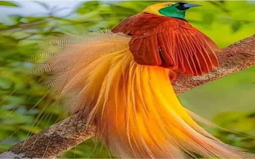 bird of paradise wallpaper from Chrome web store to be run with OffiDocs Chromium online bird of paradise wallpaper from Chrome web store to be run with OffiDocs Chromium online