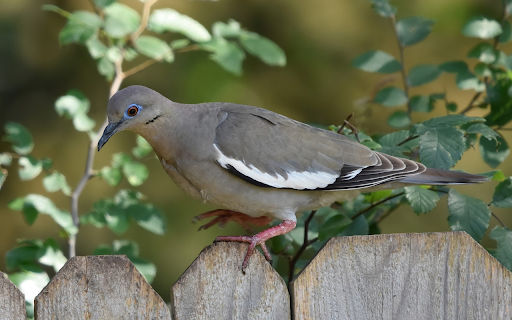Bird on the Fence from Chrome web store to be run with OffiDocs Chromium online Bird on the Fence from Chrome web store to be run with OffiDocs Chromium online