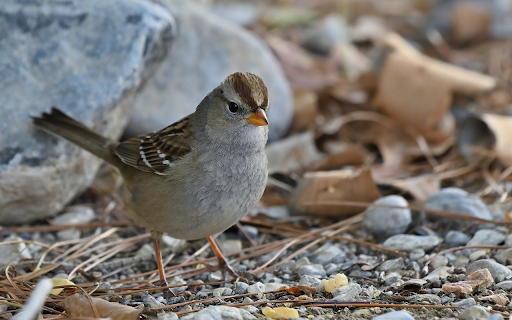 Birds and pebbles from Chrome web store to be run with OffiDocs Chromium online Birds and pebbles from Chrome web store to be run with OffiDocs Chromium online