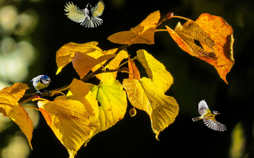Birds and tree branches from Chrome web store to be run with OffiDocs Chromium online Birds and tree branches from Chrome web store to be run with OffiDocs Chromium online